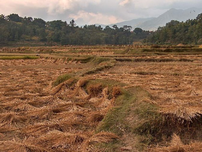 00919-nepal-rijstvelden-na-oogst.jpg