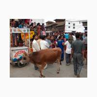 00375-nepal-heilige-koe.jpg