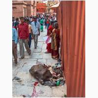 00851-nepal-geofferde-dieren.jpg