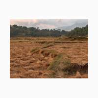 00919-nepal-rijstvelden-na-oogst.jpg